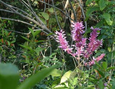 UCLA BOTANICAL GARDEN: From Cacti to a Subtropical Woodlend in the Heart of the Los Angeles