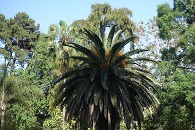 UCLA BOTANICAL GARDEN: From Cacti to a Subtropical Woodlend in the Heart of the Los Angeles