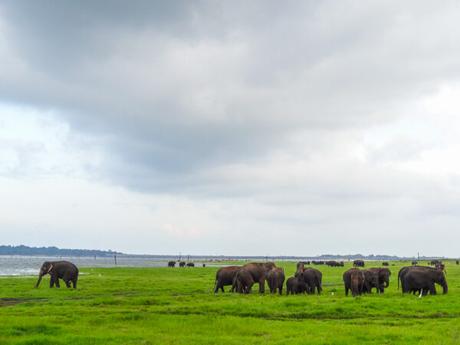 15 Photos to Enjoy a Virtual Trip to Sri Lanka