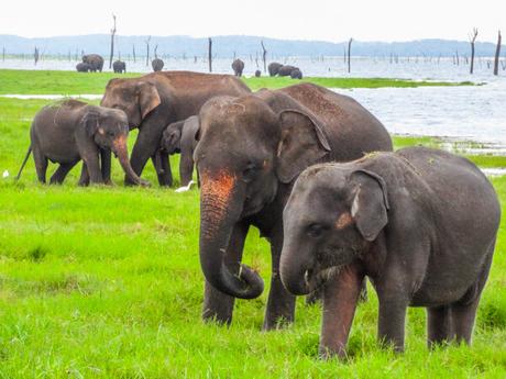 15 Photos to Enjoy a Virtual Trip to Sri Lanka