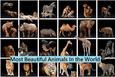 Top 15 Most Beautiful Animals In the World