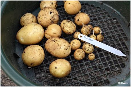 The first of the new potatoes