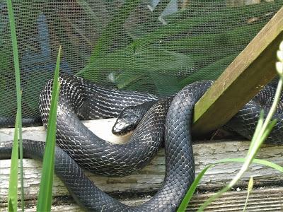 In the Garden--Of Course There's a Snake