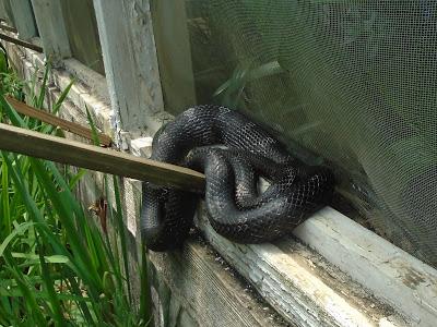 In the Garden--Of Course There's a Snake