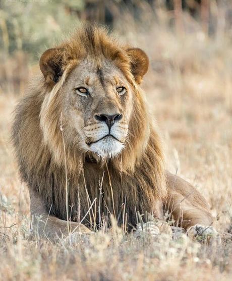 Poonam Avlokan !  ~   Lions roaring in Gujarat