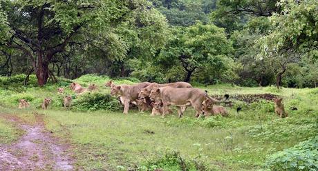 Poonam Avlokan !  ~   Lions roaring in Gujarat