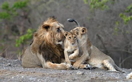 Poonam Avlokan !  ~   Lions roaring in Gujarat