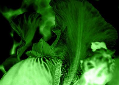 Friday Fotos: Scans of an alien brain