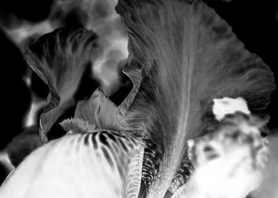 Friday Fotos: Scans of an alien brain