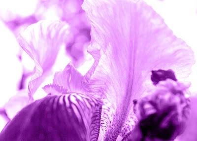 Friday Fotos: Scans of an alien brain