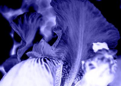 Friday Fotos: Scans of an alien brain