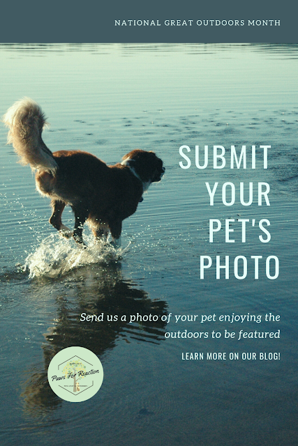 National Great Outdoors Month: Submit a photo of your pet outdoors to be featured on Paws For Reaction