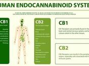 Endocannabinoid System Benefits Best Guest Posts
