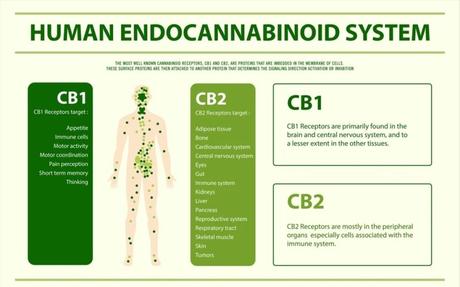 Endocannabinoid System