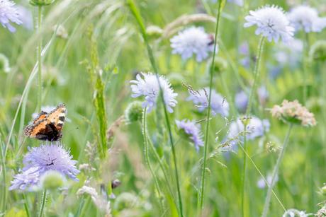 It might fly It might fly