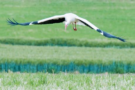 It might fly It might fly