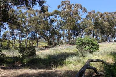 A WALK IN THE SANTA MONICA MOUNTAINS at Will Rogers State Historic Park, Los Angeles, CA