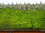 Green Roof: Does Work, Types, Benefits Examples