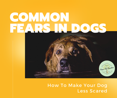 Common fears in dogs and how to make your dog less scared