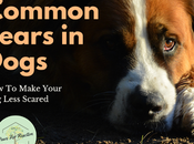 Afraid: Common Fears Dogs Make Your Less Scared