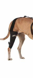 Best Neoprene Dog Knee Brace 2020