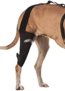 Best Neoprene Dog Knee Brace 2020