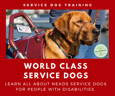Helping paws: Training service dogs for people with disabilities means maintaining health 