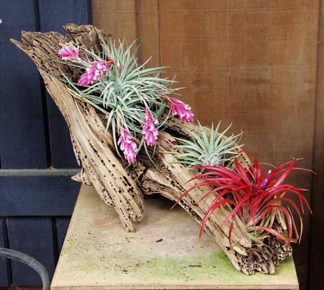 15 Indoor Plants That Are Easy to Grow at Home indoor plants