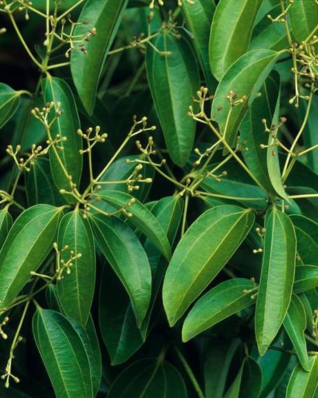 15 Indoor Plants That Are Easy to Grow at Home indoor plants