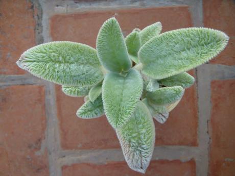 15 Indoor Plants That Are Easy to Grow at Home 15 Indoor Plants That Are Easy to Grow at Home