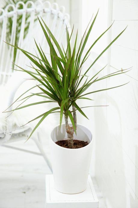 15 Indoor Plants That Are Easy to Grow at Home indoor plants