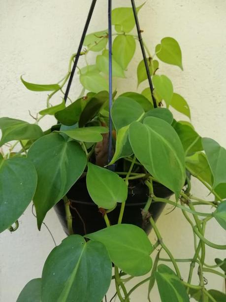 15 Indoor Plants That Are Easy to Grow at Home 15 Indoor Plants That Are Easy to Grow at Home