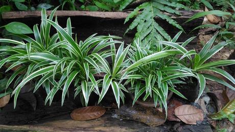 15 Indoor Plants That Are Easy to Grow at Home indoor plants