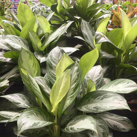 15 Indoor Plants That Are Easy to Grow at Home indoor plants