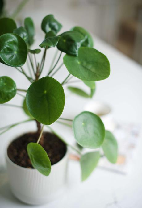 15 Indoor Plants That Are Easy to Grow at Home 15 Indoor Plants That Are Easy to Grow at Home