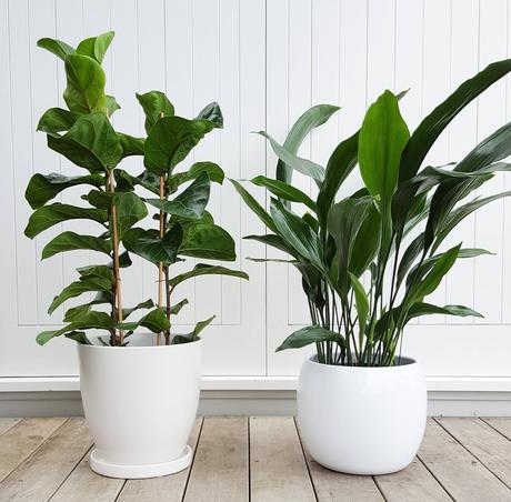 15 Indoor Plants That Are Easy to Grow at Home indoor plants