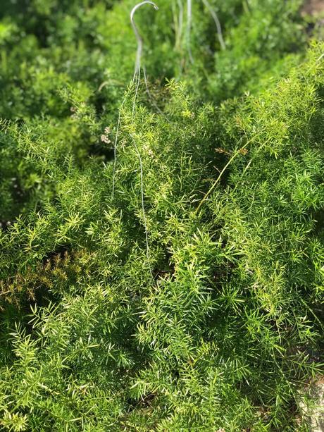 15 Indoor Plants That Are Easy to Grow at Home 15 Indoor Plants That Are Easy to Grow at Home