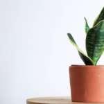 15 Indoor Plants That Are Easy to Grow at Home indoor plants