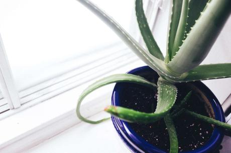 15 Indoor Plants That Are Easy to Grow at Home indoor plants
