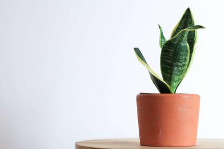 15 Indoor Plants That Are Easy to Grow at Home indoor plants