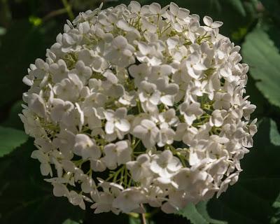 Hydrangeas all the way down
