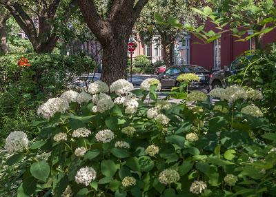 Hydrangeas all the way down
