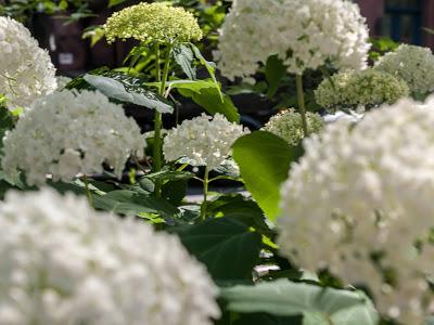 Hydrangeas all the way down