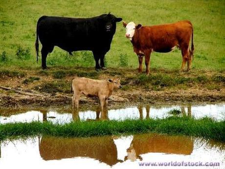 Bull, cow, and their young'un: image via worldofstock.com