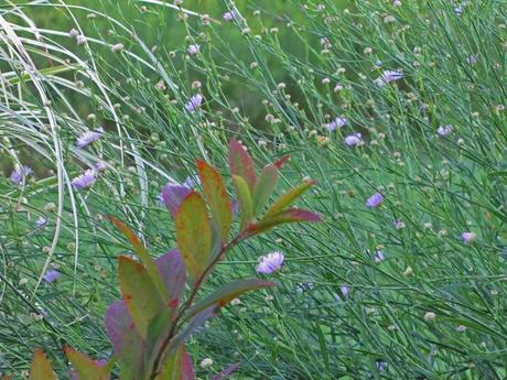 Boltonia asteroides 'Pink Beauty'