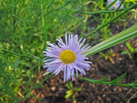 Boltonia asteroides 'Pink Beauty'