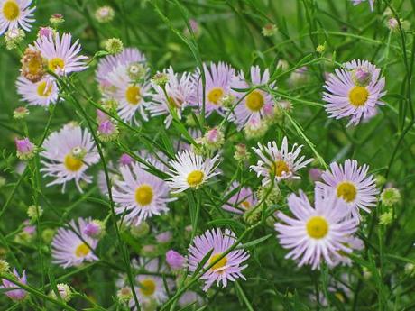 Boltonia asteroides 'Pink Beauty'