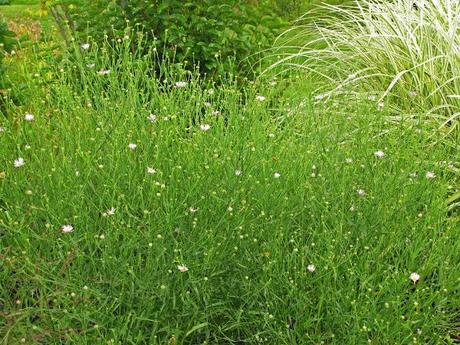 Boltonia asteroides 'Pink Beauty'