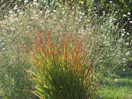 Boltonia asteroides 'Pink Beauty'