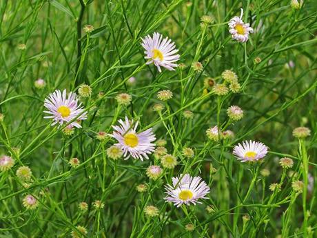 Boltonia asteroides 'Pink Beauty'